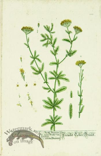 Blackwell German 239